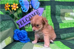 Georgia - Chihuahua for sale