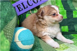 Luther - Chihuahua for sale