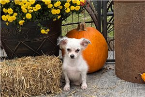 Hershel - Chihuahua for sale