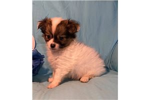 Monty - Chihuahua for sale