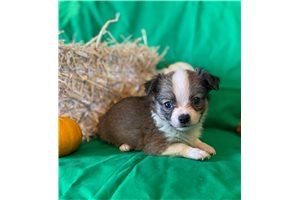 Kenneth - Chihuahua for sale