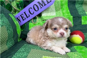 Luke - puppy for sale