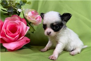 Cameo - Chihuahua for sale