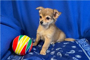 Henry - Chihuahua for sale