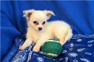 Hershel - Chihuahua for sale