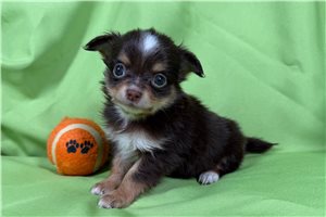 Cartwright - puppy for sale