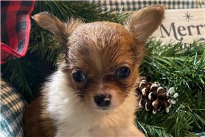 Hadden - Chihuahua for sale