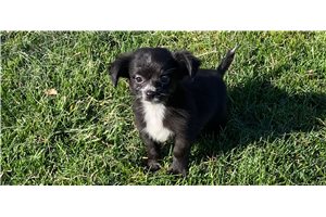 Marty - Chihuahua for sale