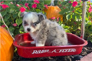 Maxine - Chihuahua for sale