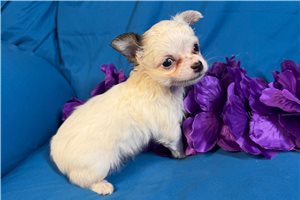Haylee - Chihuahua for sale