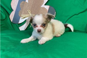 Mason - Chihuahua for sale