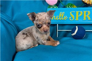 Dash - puppy for sale