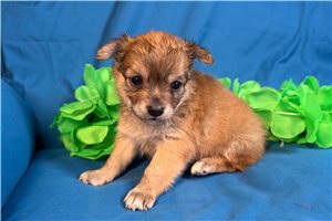 Henry - puppy for sale