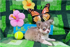 Luke - Chihuahua for sale
