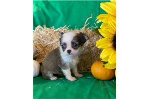 Kaia - Chihuahua for sale