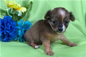Camden - puppy for sale