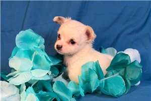Hershel - puppy for sale