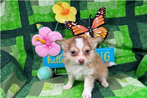 Luther - Chihuahua for sale