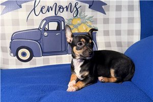 Blank - Chihuahua for sale