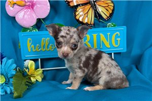 Darlene - Chihuahua for sale