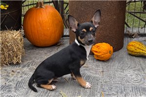 Blank - Chihuahua for sale