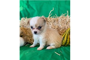 Kamila - Chihuahua for sale