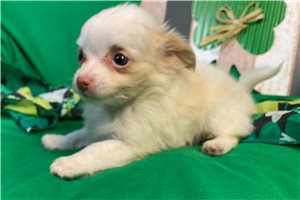 Marvin - Chihuahua for sale