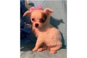 Verna - Chihuahua for sale