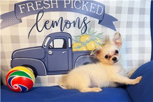 Hershel - Chihuahua for sale