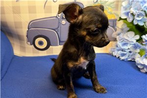Brynn - puppy for sale