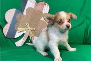 Mateo - Chihuahua for sale