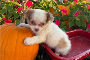 Milo - puppy for sale