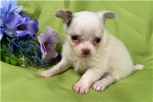 Callie - puppy for sale