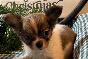 Lexy - Chihuahua for sale