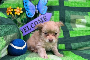 Gideon - Chihuahua for sale