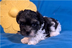 Magnolia - Havanese for sale