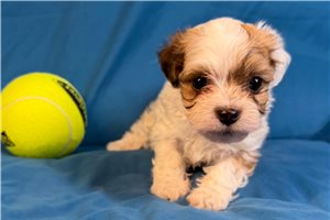 Mannie - puppy for sale