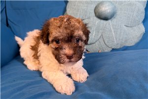 Maggie - puppy for sale