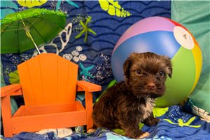 Mikey - Havanese for sale