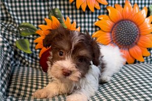 Whimsey - puppy for sale