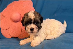 Mackenzie - puppy for sale
