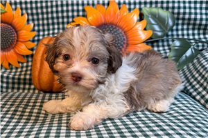 Walter - puppy for sale
