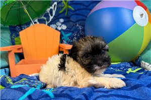 Minnie - Havanese for sale