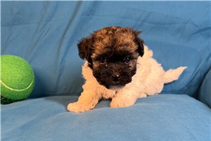 Mouse - puppy for sale
