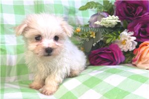 Moxie - Maltese for sale