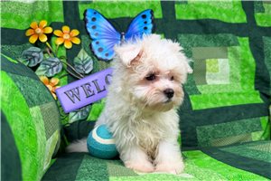 Elvin - puppy for sale