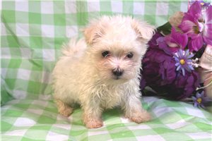 Minnie - puppy for sale