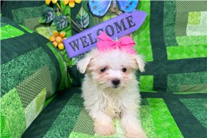 Emmie - Maltese for sale