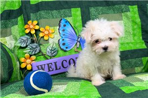 Edison - Maltese for sale