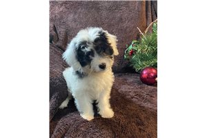 Cormac - Mixed/Other for sale